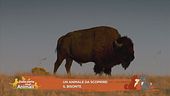 Un animale da scoprire: il bisonte