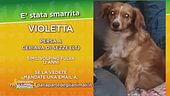 E smarrita Violetta