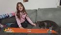 Perchè i gatti si fanno le unghie sul divano?