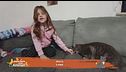 Perchè i gatti si fanno le unghie sul divano?