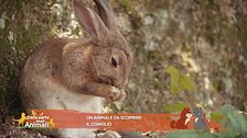 Un animale da scoprire: il coniglio