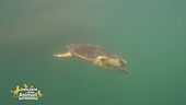 Il centro recupero delle tartarughe marine