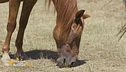 Pablito, un cavallo spagnolo