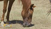 Pablito, un cavallo spagnolo