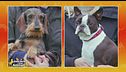 Bassotto tedesco vs Boston Terrier