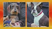 Bassotto tedesco vs Boston Terrier
