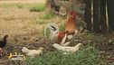 Un animale da scoprire: la gallina