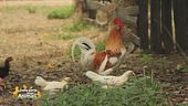 Un animale da scoprire: la gallina