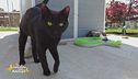 Pippo, un dolcissimo gattone