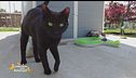 Pippo, un dolcissimo gattone
