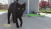 Pippo, un dolcissimo gattone