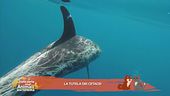 Conosciamo la Jonian Dolphin Conservation