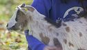 Pippi, capretta in cerca di casa