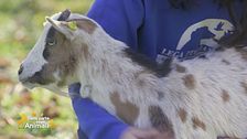 Pippi, capretta in cerca di casa