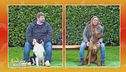 Le caratteristiche di razza di Border Collie e Rhodesian ridgeback