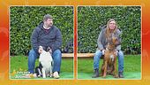 Le caratteristiche di razza di Border Collie e Rhodesian ridgeback
