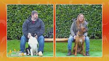 Le caratteristiche di razza di Border Collie e Rhodesian ridgeback
