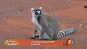 Lucky Cartoon ci parla dei lemuri