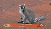 Lucky Cartoon ci parla dei lemuri
