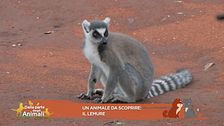 Lucky Cartoon ci parla dei lemuri