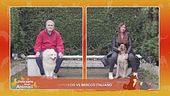Bracco italiano e Samoiedo a confronto