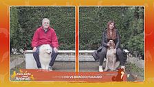 Bracco italiano e Samoiedo a confronto