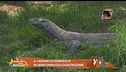 Il varano di Komodo rischia l'estinzione