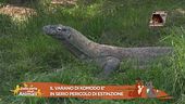 Il varano di Komodo rischia l'estinzione