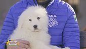 Il Pastore Maremmano Abruzzese