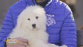 Il Pastore Maremmano Abruzzese