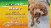 Brando, perso a Bologna