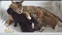 L'importanza dell'igiene per il gatto