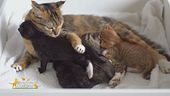 L'importanza dell'igiene per il gatto