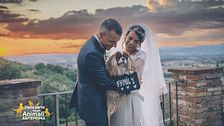Matrimonio a 4 zampe