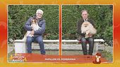 I nostri amici cani a confronto