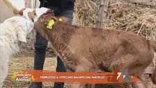 Ferruccio, il vitellino salvato dal macello