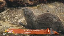 Un animale da scoprire: la lontra