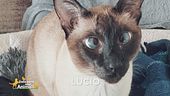 Ritroviamo Lucio
