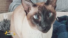 Ritroviamo Lucio