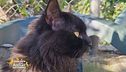 Il festival dei gatti... neri