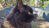 Il festival dei gatti... neri