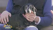 L'allungamento della vita degli animali anziani