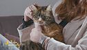 Alcuni consigli per la salute e la pulizia dei gatti.