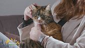 Alcuni consigli per la salute e la pulizia dei gatti.