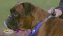 L'associazione Rescue Boxer