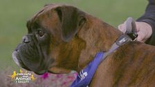 L'associazione Rescue Boxer