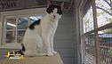Il gatto Huggies cerca una nuova casa