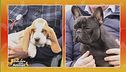 Basset Hound vs. Bouledogue francese