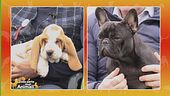 Basset Hound vs. Bouledogue francese