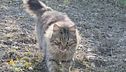 Margot, un gattone mangione
